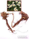 Anacyclus pyrethrum 